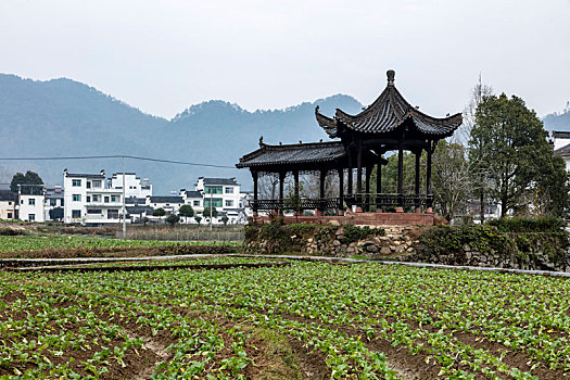 thong ke lo gan