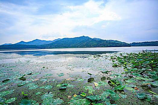 bach thu lo xien