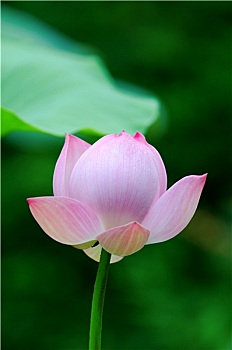 lô bạch thủ miền bắc
