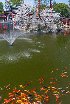xổ số gia lai hàng tuần