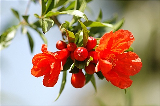 sx ca mau